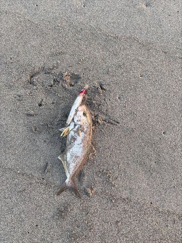 ショゴの釣果