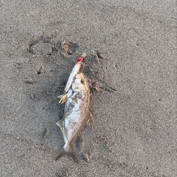 ショゴ