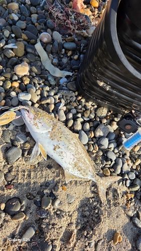 ショゴの釣果