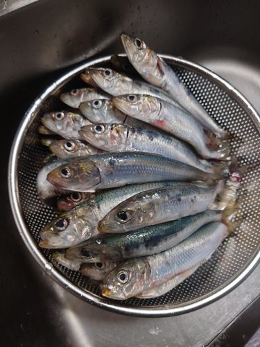 イワシの釣果