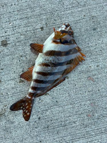 タカノハダイの釣果