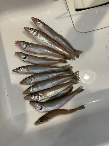 シロギスの釣果