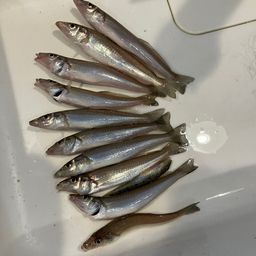 シロギス