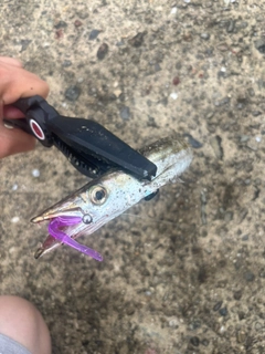 カマスの釣果