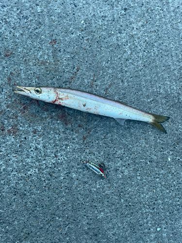 釣果