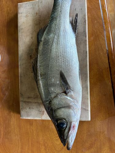 スズキの釣果