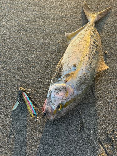ショゴの釣果