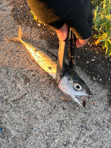 サバの釣果