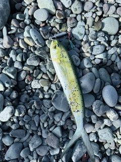 シイラの釣果