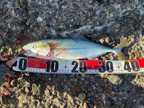 ヤズの釣果