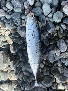 ソウダガツオの釣果