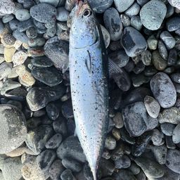 ソウダガツオ