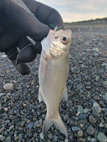 コノシロの釣果