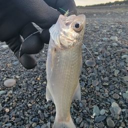 コノシロ