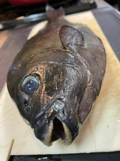 オナガグレの釣果