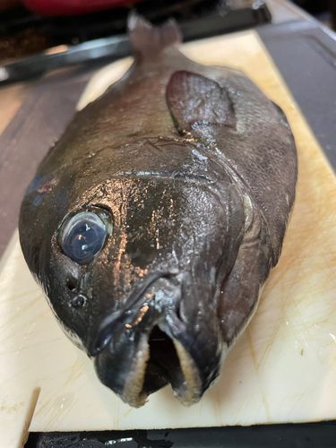 オナガグレの釣果