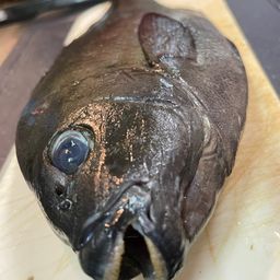 オナガグレ