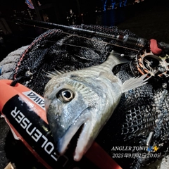 キビレの釣果