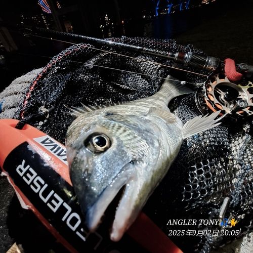 キビレの釣果