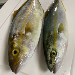 ショゴ
