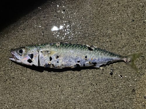 サバの釣果