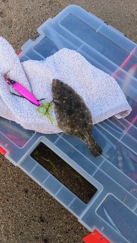 ヒラメの釣果
