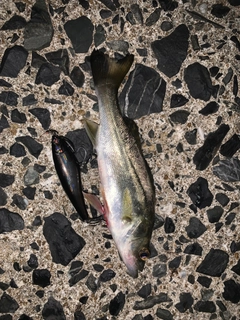 セイゴ（マルスズキ）の釣果