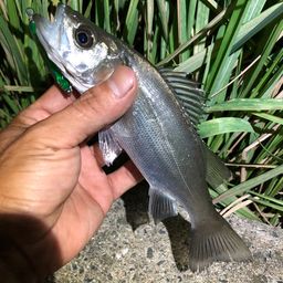 セイゴ（ヒラスズキ）