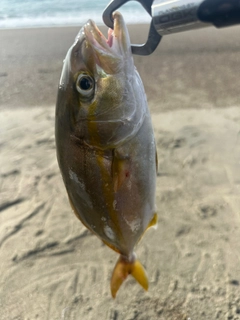 ショゴの釣果