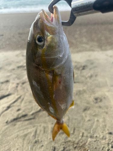 ショゴの釣果