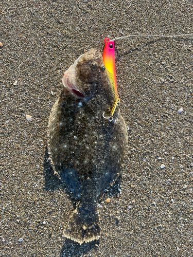 マゴチの釣果