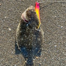 マゴチ