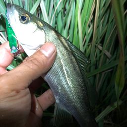 セイゴ（マルスズキ）