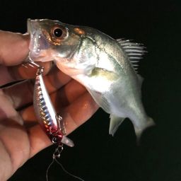 セイゴ（マルスズキ）