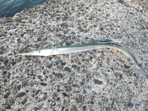 ダツの釣果