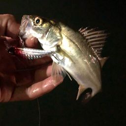 セイゴ（マルスズキ）