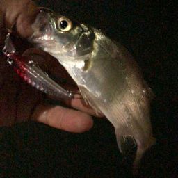 セイゴ（ヒラスズキ）