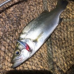 セイゴ（ヒラスズキ）