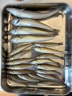 キスの釣果