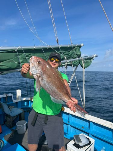 マダイの釣果