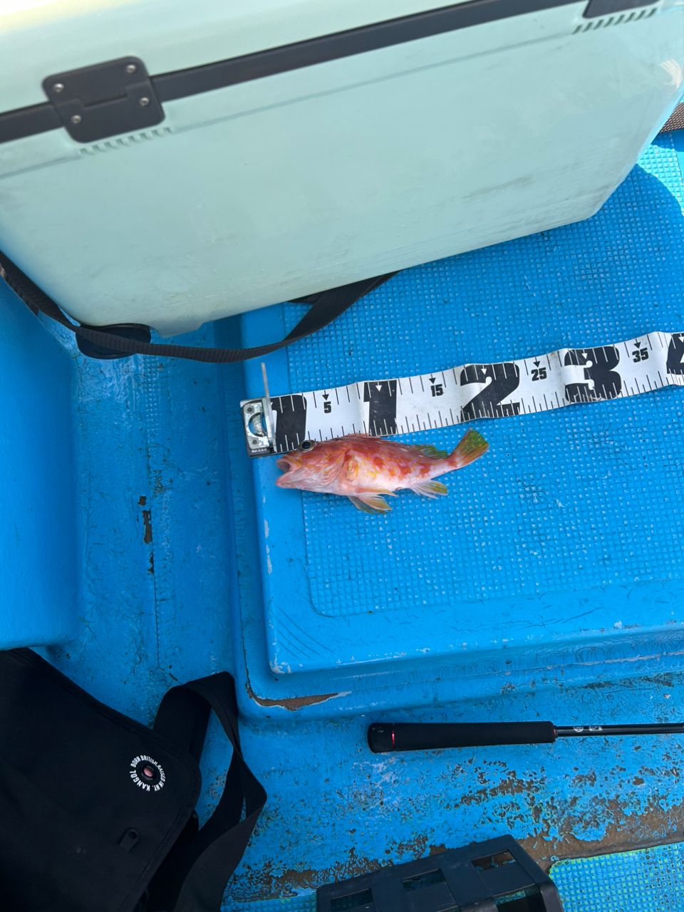 spa１０１２さんの釣果 2枚目の画像