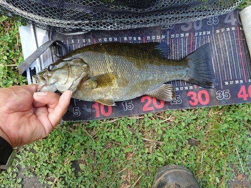 スモールマウスバスの釣果