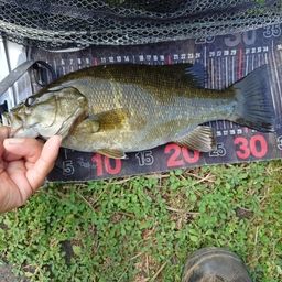 スモールマウスバス