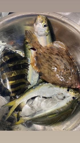 コノシロの釣果