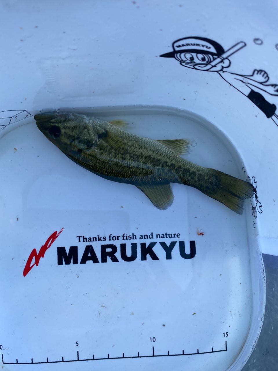 ラージマウスバス