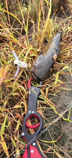 ナマズの釣果
