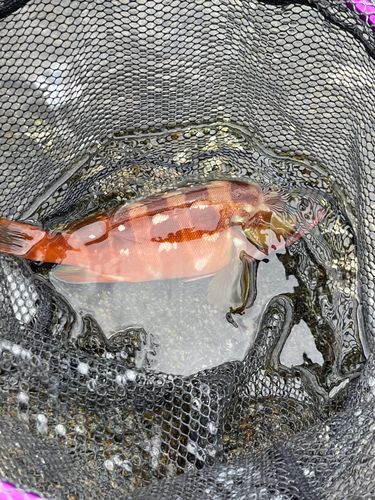 アカハタの釣果