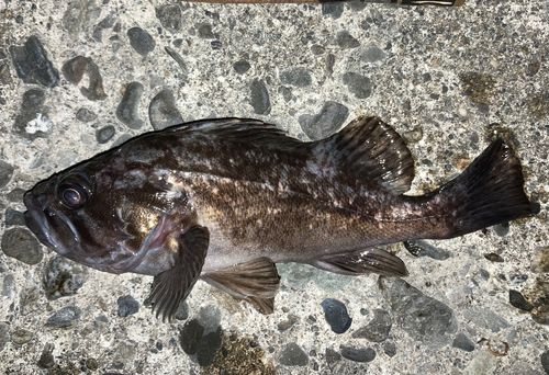 クロソイの釣果
