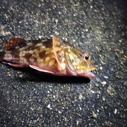 カサゴ