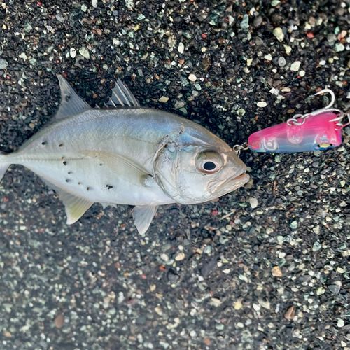 メッキの釣果